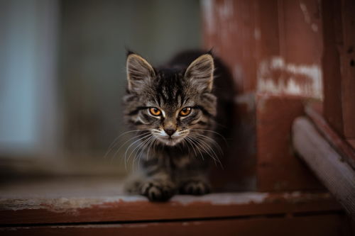 战魂铭人薛定谔额的猫有什么用 薛定谔的猫好用吗
