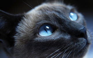 原神小王子黑猫位置 小王子在哪