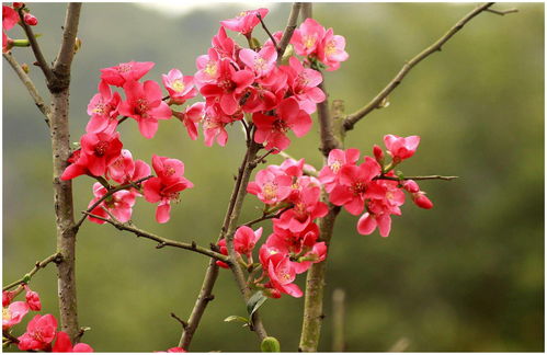 光遇灯笼有什么用 能否烧花回能量