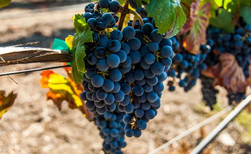 最强蜗牛天秤座怎么样 贵重品天秤座