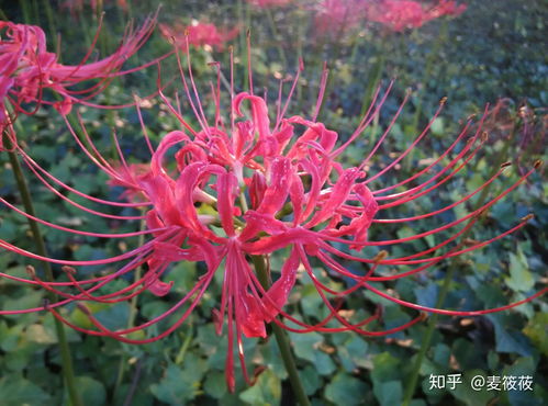 华夏人生彼岸花在哪 彼岸花怎么弄