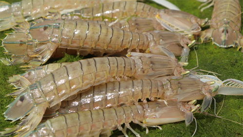 光遇冥龙是怎么形成的 皮皮虾是怎么来的