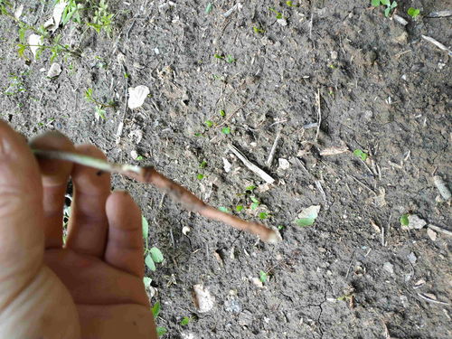 原神小灯草在哪 小灯草位置介绍