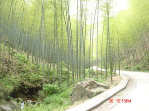 江南百景图竹子在哪砍 杭州前期开荒攻略