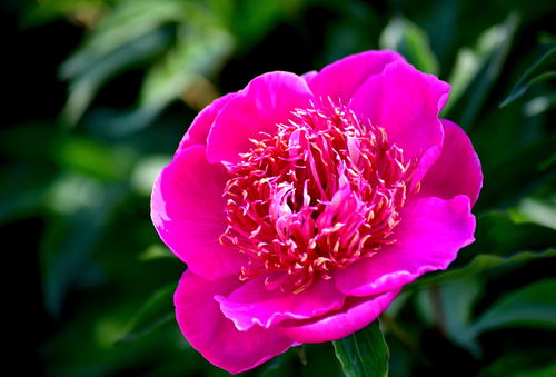 解神者木花石长姬怎么样 木花石长姬能做主c吗