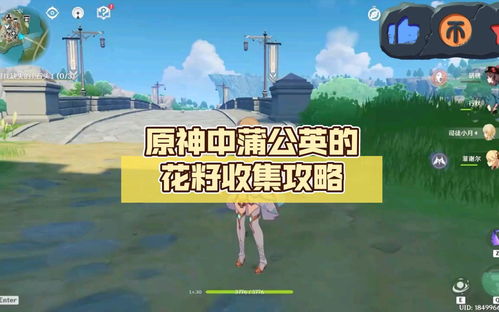 原神蒲公英籽多久刷新一次 蒲公英籽怎么获得