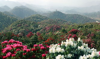 江南百景图杜鹃花在哪里采 杜鹃花获取地点采集方法介绍