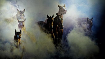 我的侠客汗血宝马结算消失吗 汗血宝马在哪