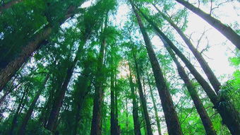 烟雨江湖竹林风波怎么触发 竹林风波找不到人解决方法讲解
