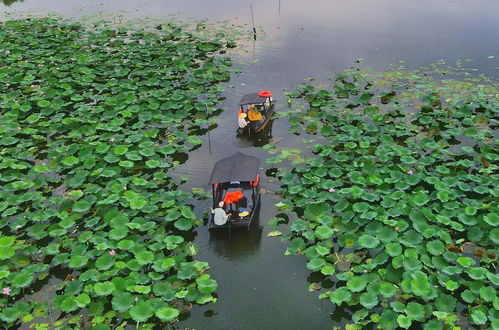烟雨江湖荷花村水雷怎么放 荷花池具体位置讲解
