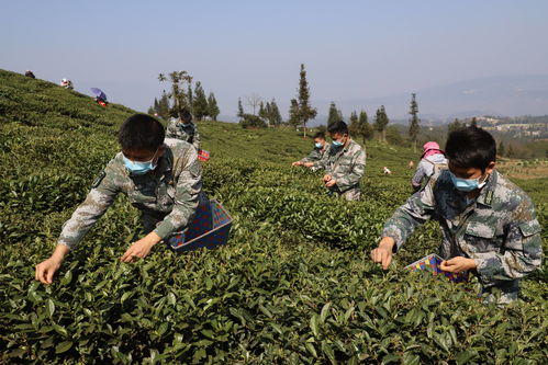 烟雨江湖养蜂人在哪 养蜂人位置介绍