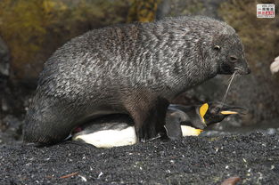 伊洛纳海豹怎么打 特殊怪海豹击杀攻略