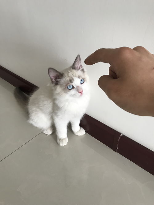 猫狩纪饱食度该如何来控制 饱食度控制技巧讲解