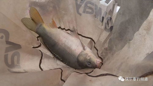 摩尔庄园甲鱼在哪 甲鱼哪里钓