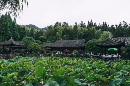 江南百景图荷花池塘放在哪里比较好 荷花池塘布局推荐