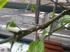 妄想山海柠檬树在哪 柠檬叶在哪里