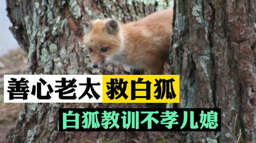 原神狐狸的报恩在哪 狐狸的报恩完成路线