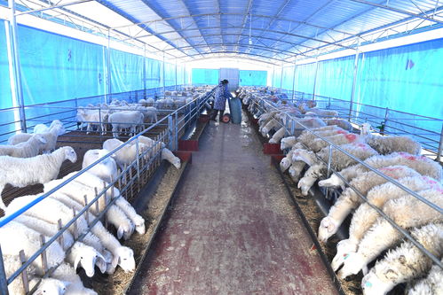 江南百景图动物怎么抓 食槽可喂养动物介绍