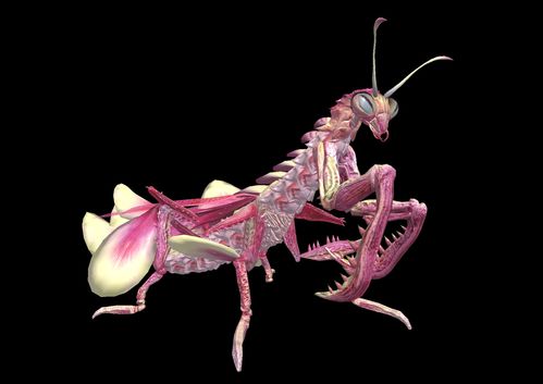 妄想山海百年丝螽怎么打 百年丝螽打法攻略