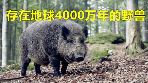 原神野猪王取暖点在哪 野猪王取暖点位置