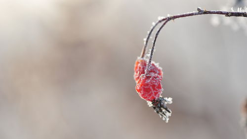 原神红色钩钩果在哪 红色钩钩果位置介绍