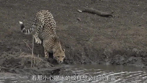 解神者蓝色晨曦的猎豹怎么样 蓝色晨曦的猎豹介绍