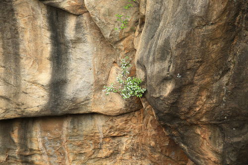 江南百景图生漆怎么获得 生漆在哪