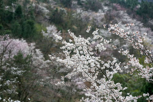 光遇樱花树烛火什么时候出现 樱花树烛火掉落时间