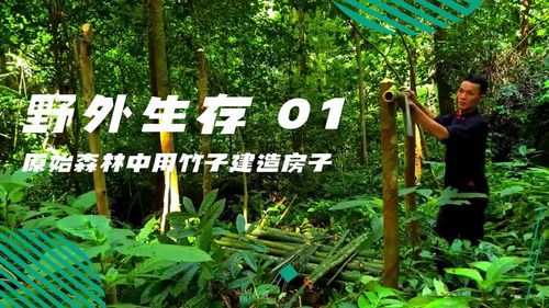 小森生活竹子多久刷新 竹子多久长出来