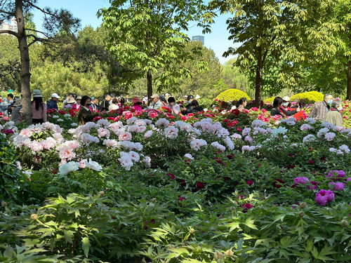 江南百景图太平花市怎么样 太平花市怎么获得