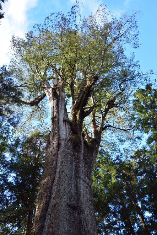 原神垂香木哪里多 垂香木采集位置