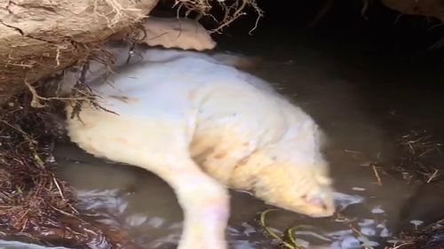 原神龙蜥安眠之穴怎么过 龙蜥安眠之穴秘境打法攻略