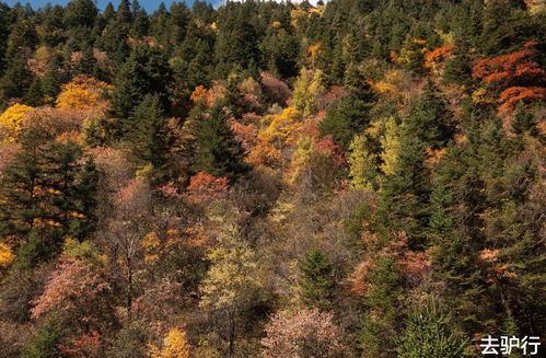 光遇小溪旁的石室在什么位置