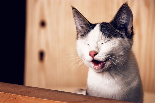小森生活猫爪岛怎么进 猫爪岛怎么抱猫