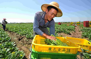 江湖悠悠农民怎么种田 种田快速挣钱攻略