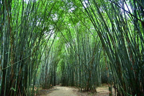 江南百景图竹子攻略 竹子怎么垄断