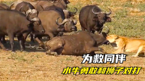 梦幻新诛仙怕水的小水牛在哪里 怕水的小水牛位置