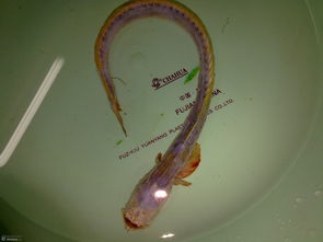 摩尔庄园泥鳅怎么得 泥鳅在哪里钓