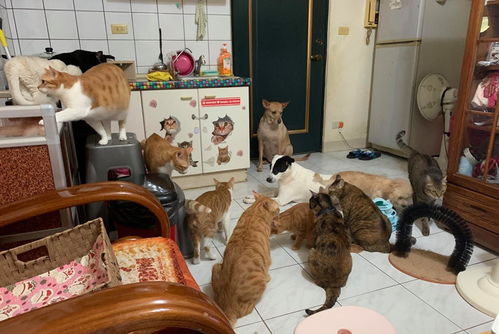 迷雾侦探猫薄荷在哪里 猫薄荷位置坐标