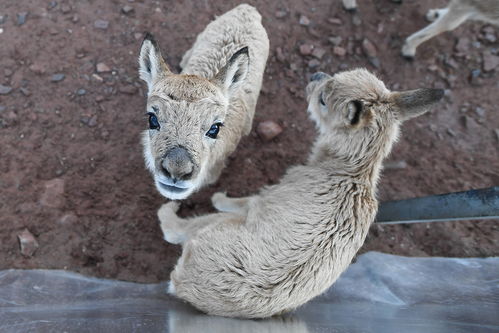 羊了个羊第三关怎么过流程 羊了个羊第三关通关攻略详解