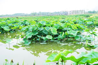 烟雨江湖荷花村水雷怎么放