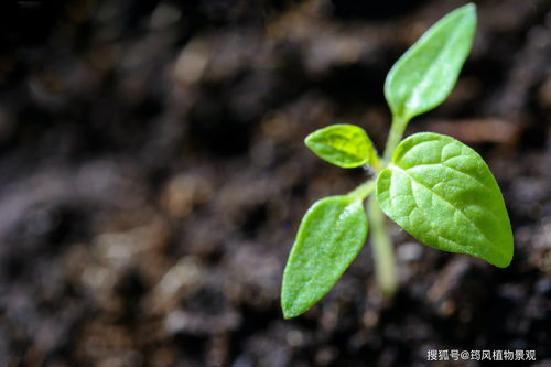 妄想山海怎么种花 植物种植方法介绍