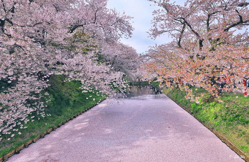 PokemonGo在日本：公园玩家超赏樱人数