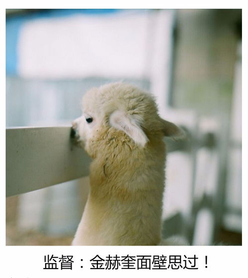羊驼下落尘埃落定 韩国《LOL》豪门KT再添猛将