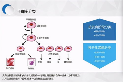 细胞分裂波斯王子都有希望 育碧COO正在争取资源