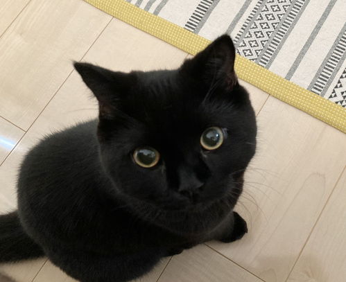 制作人解释《异界锁链》猫多的原因 爱猫不需要理由