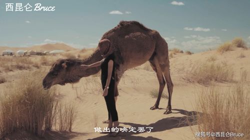 澳大利亚5000头骆驼遭无情射杀 澳洲森林大火是否人为导致？