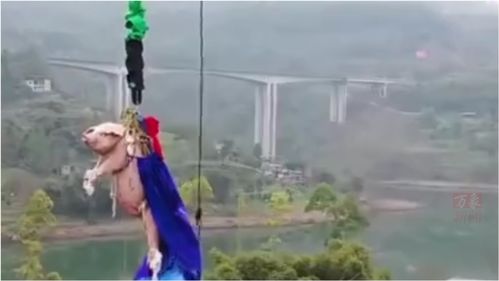 景区让猪蹦极后送屠宰场 猪猪：我可能不是人 但你是真的狗